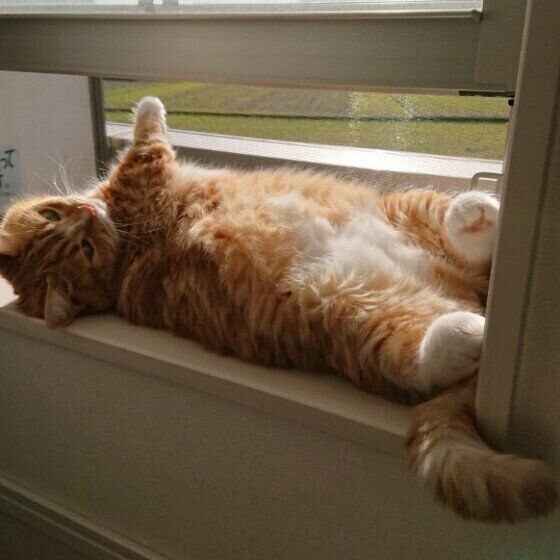 マンチカンのたびくん