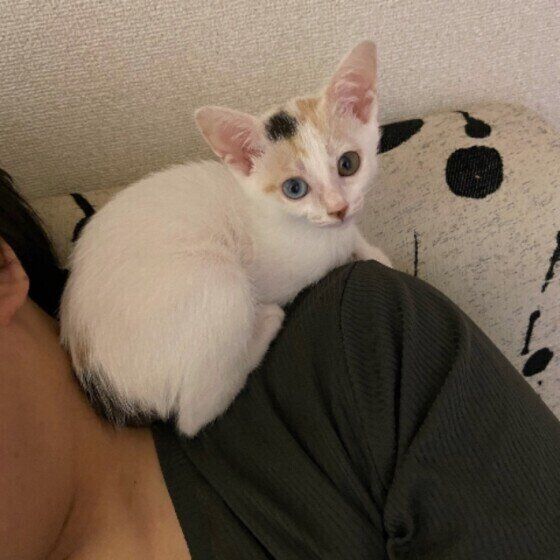 肩に乗るミケ猫