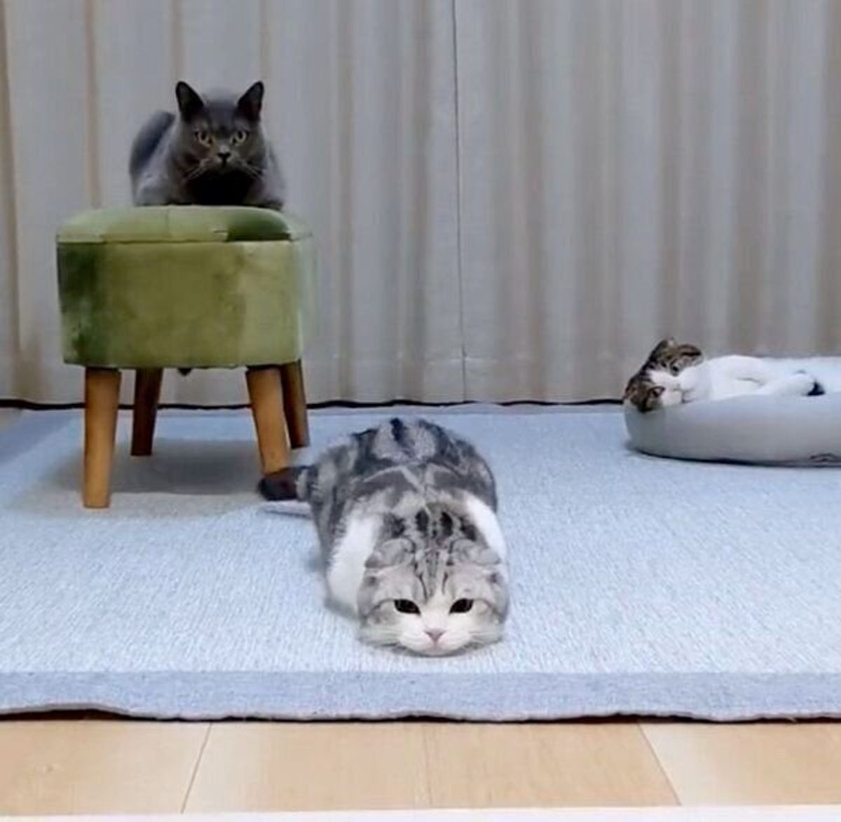 おしりをフリフリしておもちゃを狙う猫と 背後には シュールな光景に爆笑する人続出 ねこのきもちweb Magazine おしりをフリフリしておもちゃを狙う猫と 背後には シュールな光景に爆笑する人続出 ねこのきもちweb Magazine