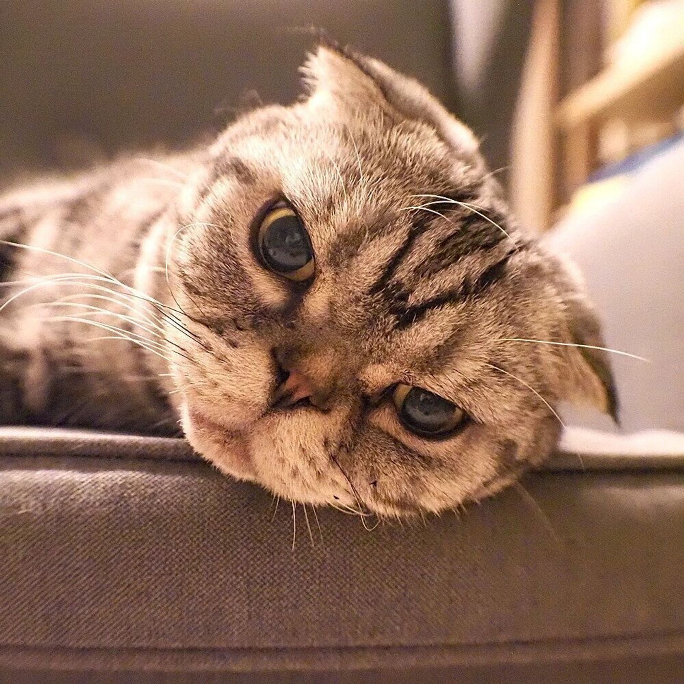 みてるのは悪夢 熟睡中に猫の顔がピクピク動くお話 連載 渋ネコししまるさん 171 ねこのきもちweb Magazine みてるのは悪夢 熟睡中に猫の顔がピクピク動くお話 連載 渋ネコししまるさん 171 ねこのきもちweb Magazine