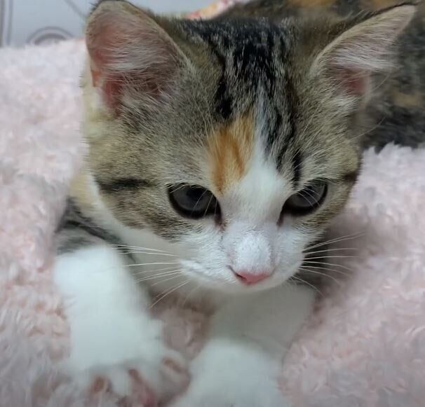 ミヌエットのフミフミ