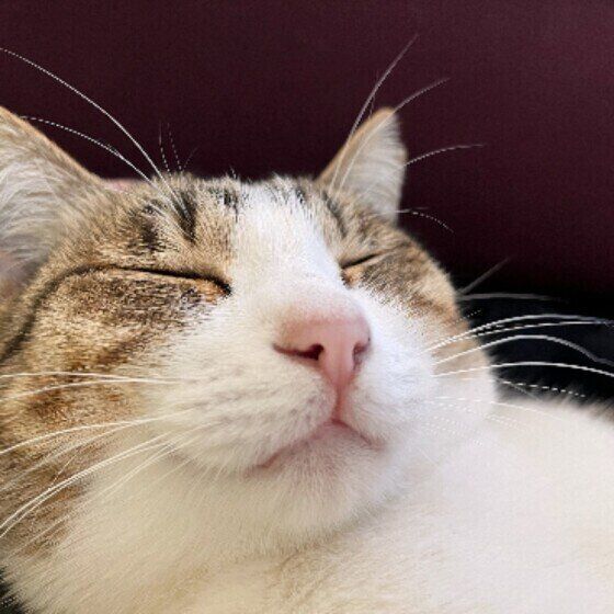 熟睡するキジトラ