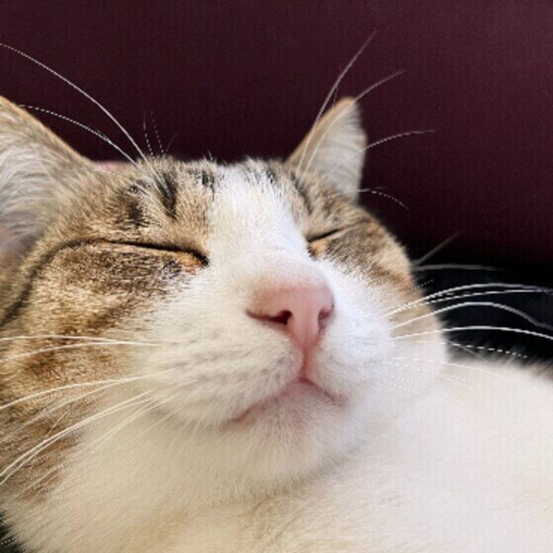 寝ている猫をつい触ってしまう飼い主は約8割 猫のホンネと注意点は 獣医師解説 ねこのきもちweb Magazine 寝ている猫をつい触ってしまう飼い主は約8割 猫のホンネと注意点は 獣医師解説 ねこのきもちweb Magazine