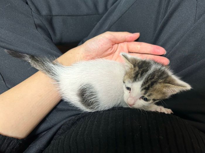 生後1カ月のころに撮影したベンツちゃん