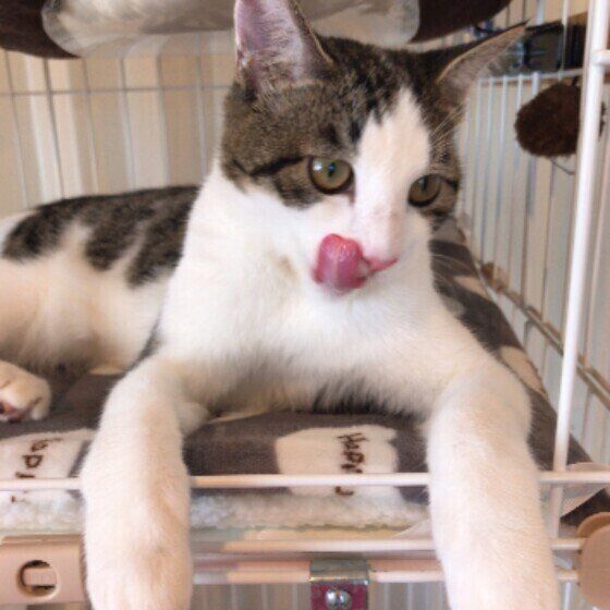 食後のMIXの男の子