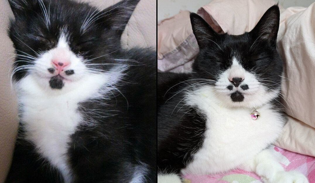 ミトンちゃんの成長ビフォーアフター