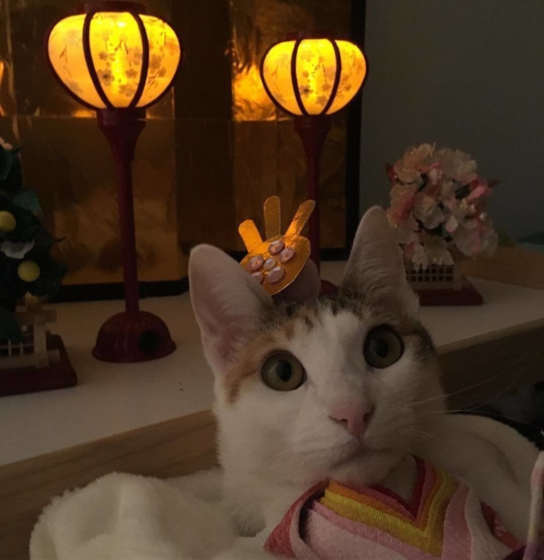 お雛様になったみつばちゃん