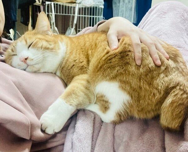 飼い主さんの上で眠るシャシャくん