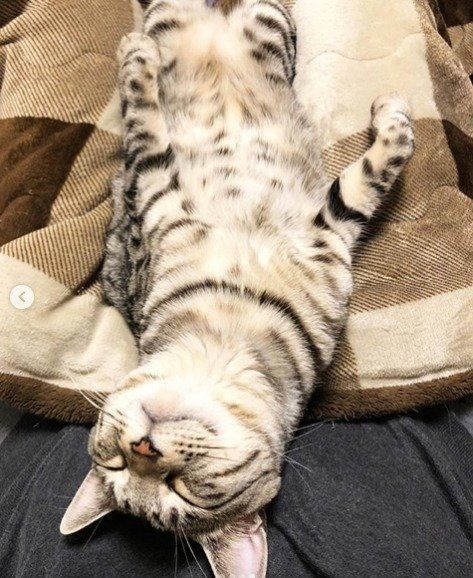へそ天して寝ているサバトラ猫