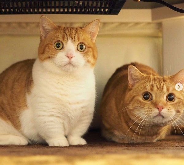 寄り添うマンチカン