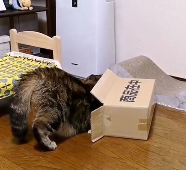 箱に入りたい寅次郎くん