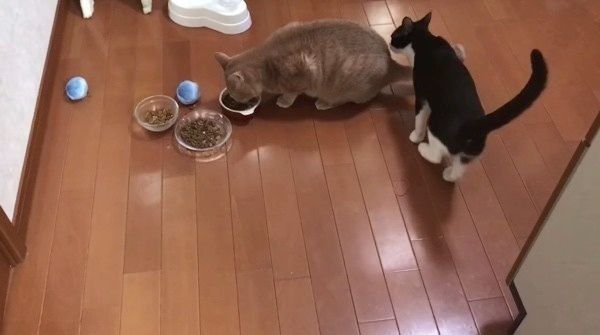 好奇心旺盛な猫