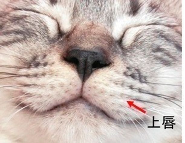 獣医師監修 猫の体としくみ 部位の名称や五感 身体能力の秘密も解説 ねこのきもちweb Magazine 獣医師監修 猫の体としくみ 部位の名称や五感 身体能力の秘密も解説 ねこのきもちweb Magazine