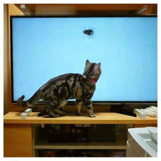 テレビの中の虫を捕まえようとする猫
