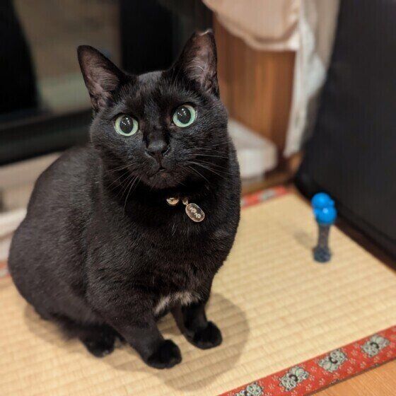 Mix（黒）のるるちゃん♪