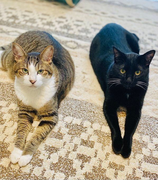 並んで飼い主を見つめる朔くんと望くん