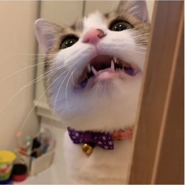 ヘアゴムが大好きな猫