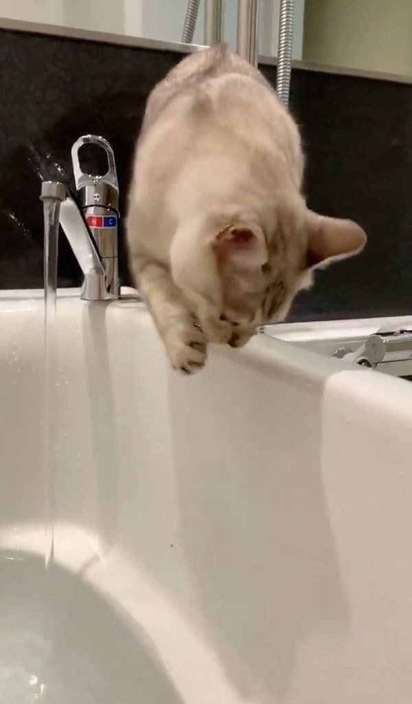 お湯を舐めるレオちゃん