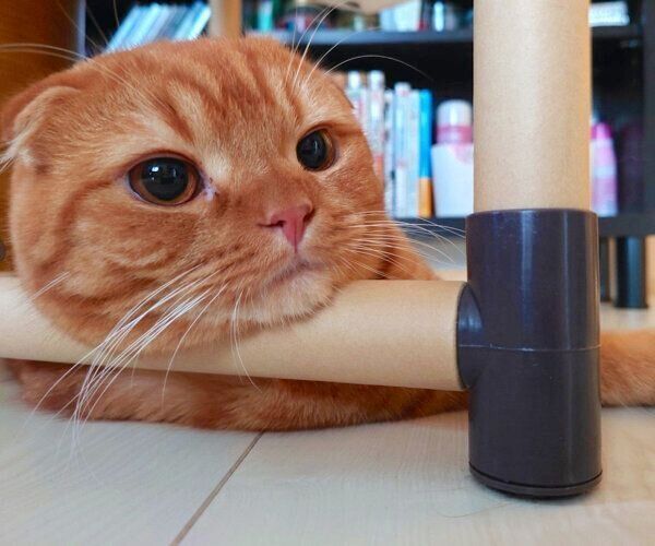 まったりするきなこくん