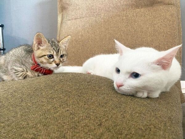 くつろぐコハクさんとセンさん