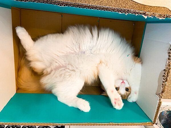 箱の中で可愛いポーズをするチャチャくん