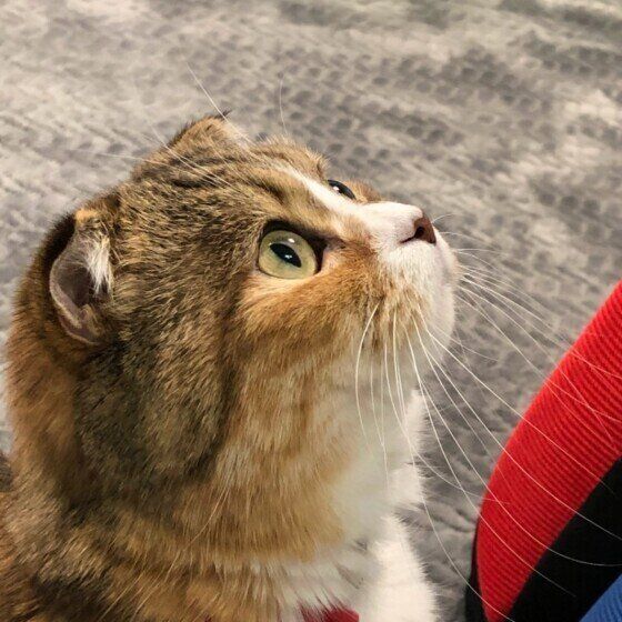 見上げるスコティッシュフォールド