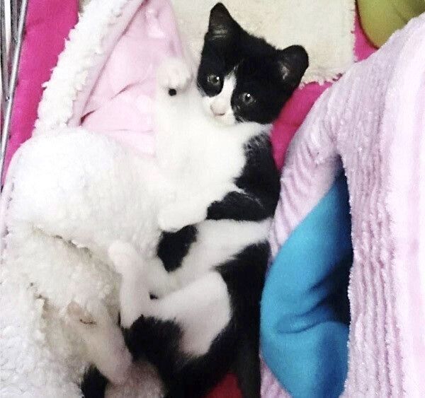 手のひらサイズのゆずちゃん