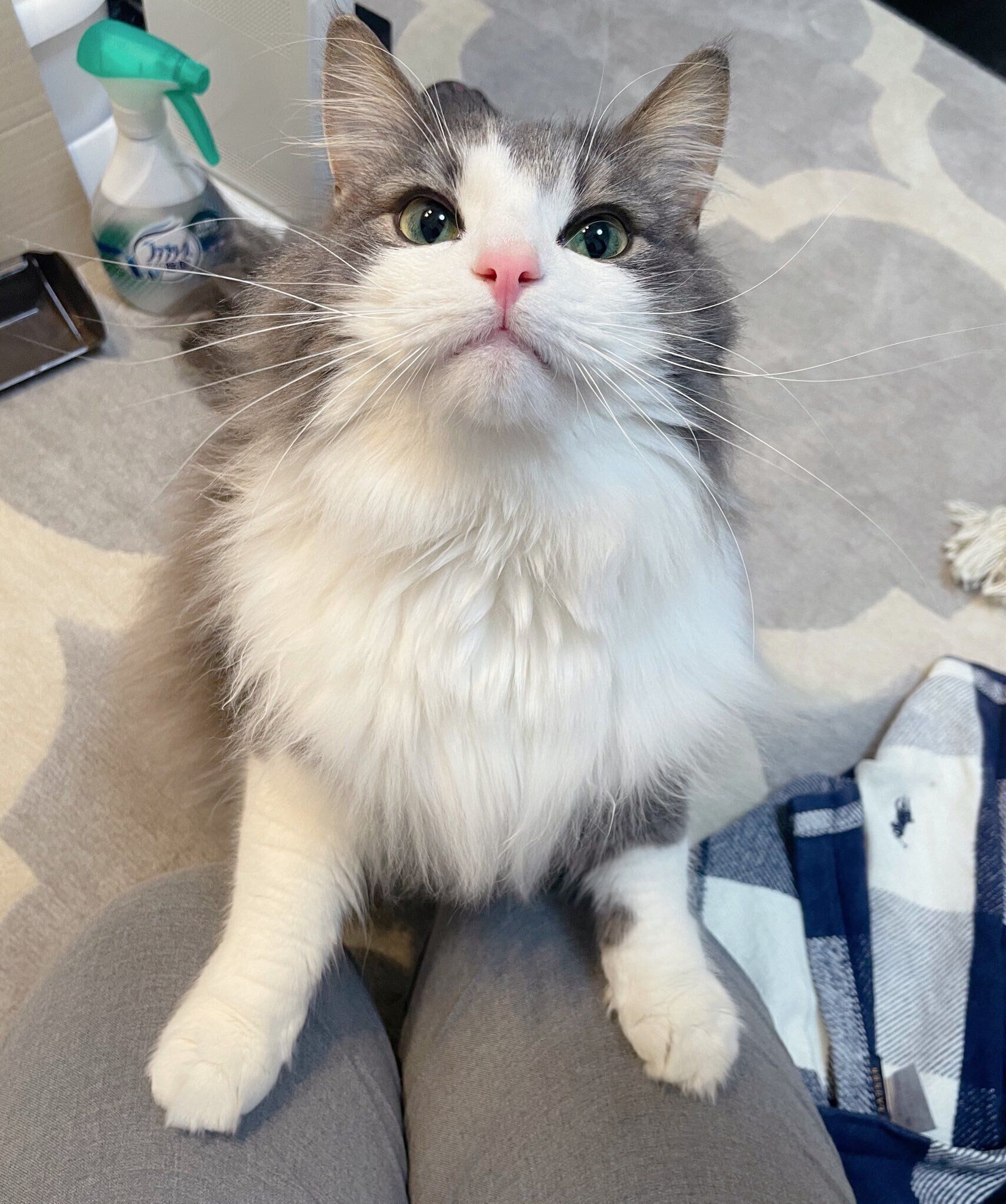 飼い主さんの膝に手をかける直哉くん（ノルウェージャンフォレストキャット、オス）