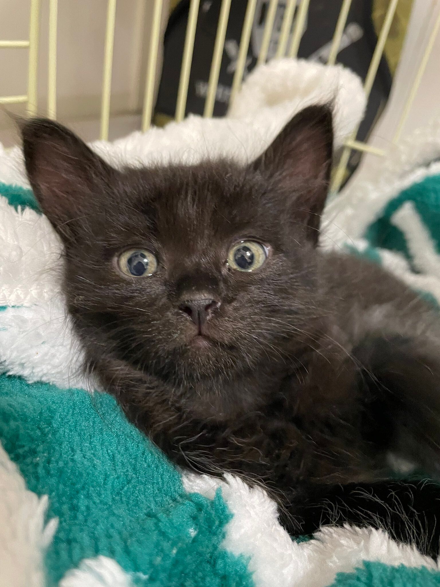 生後1カ月の子猫