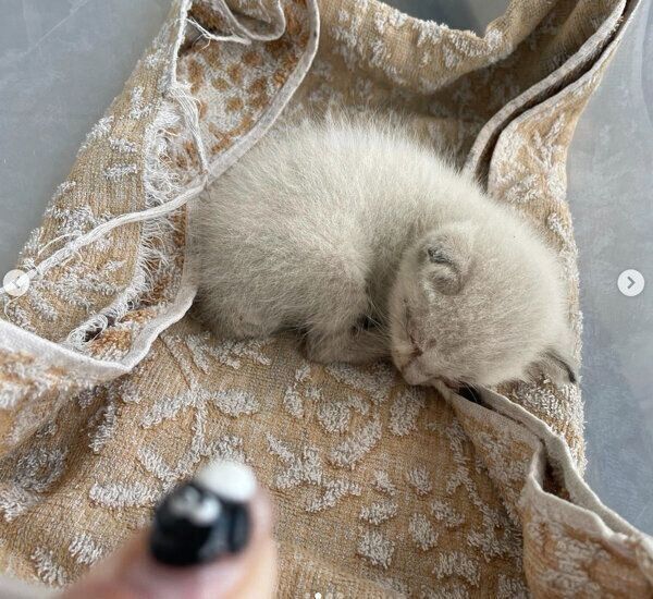 保護当時の田中さん