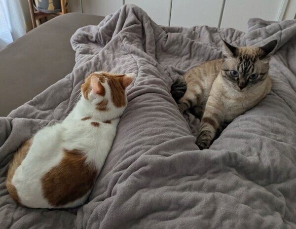 ベッドでまったりするガルボくんとプッカちゃん。