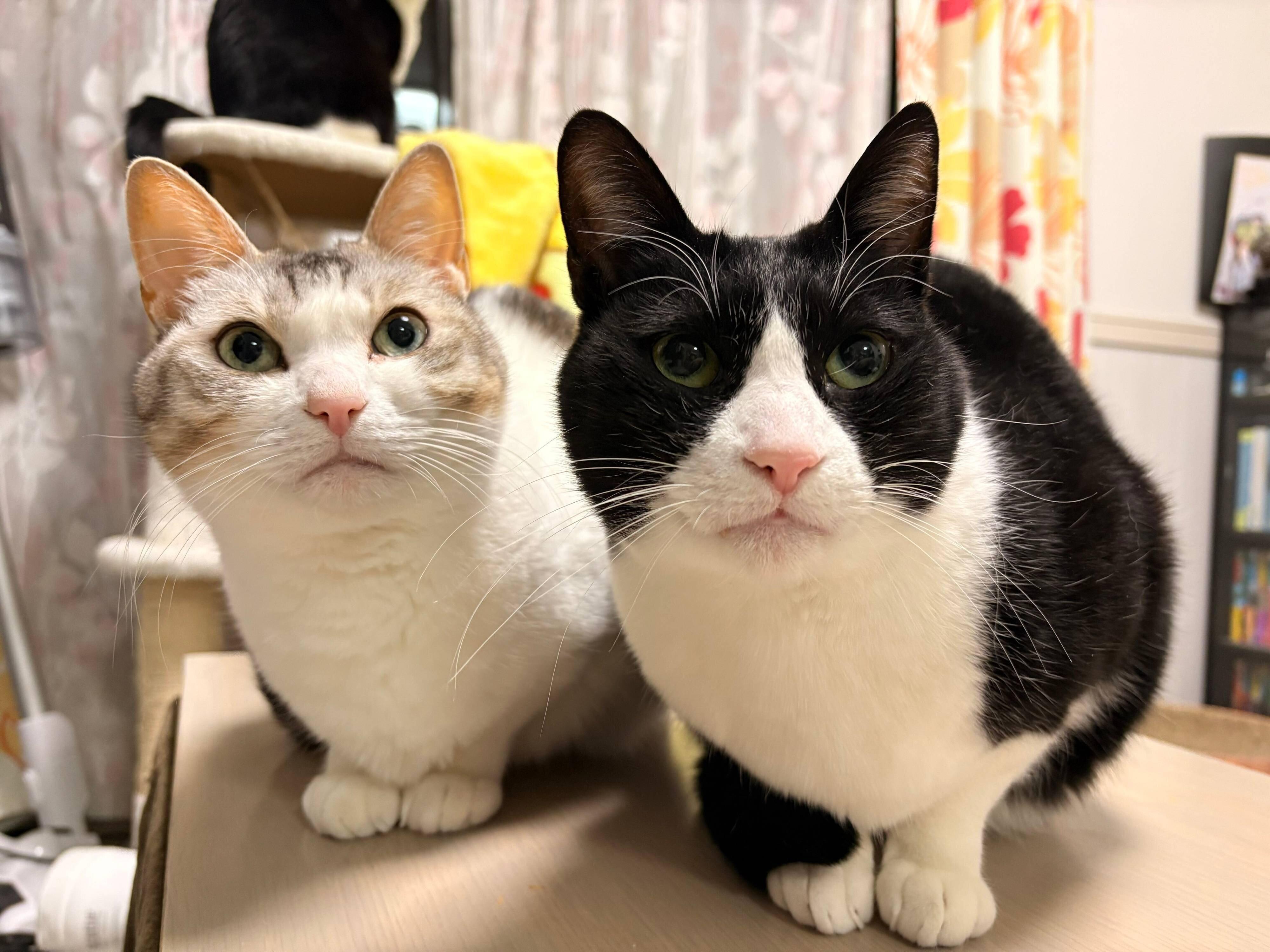 立派に成長したとうふちゃん、くろまめちゃん