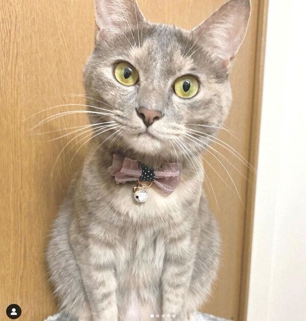 見つめるくぅちゃん