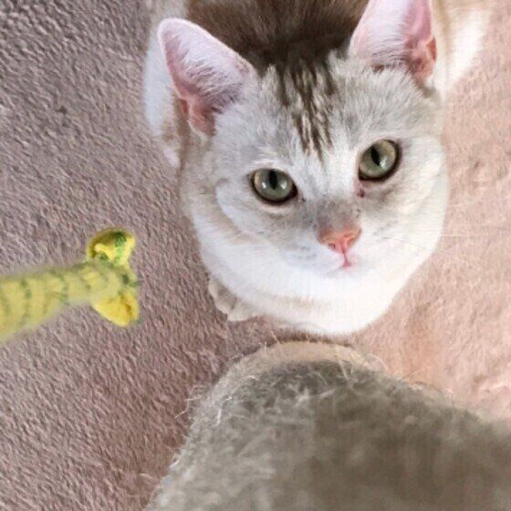 愛らしい瞳で見つめるアメリカンショートヘア