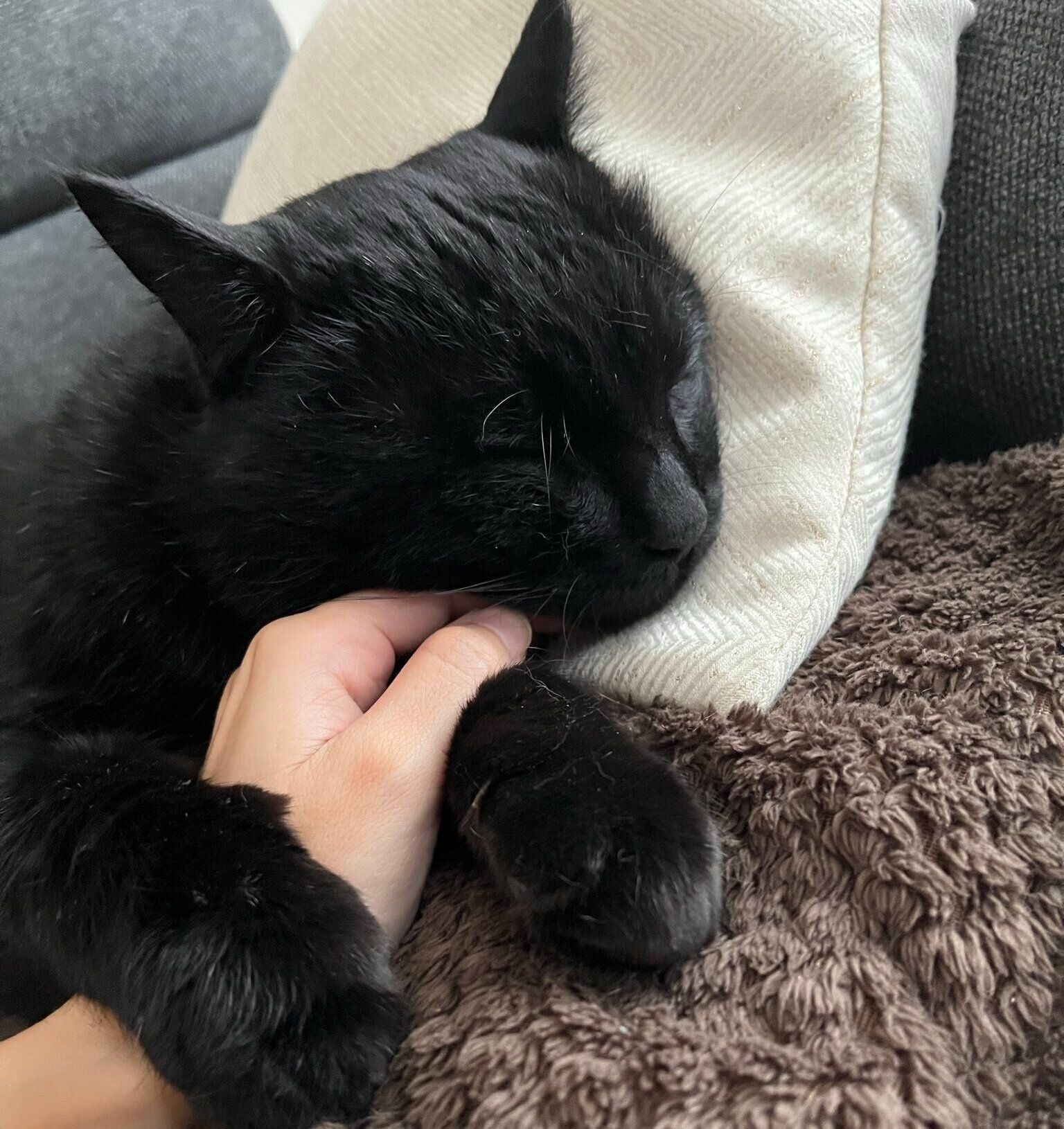 飼い主さんの手をぎゅっとするクロちゃん。