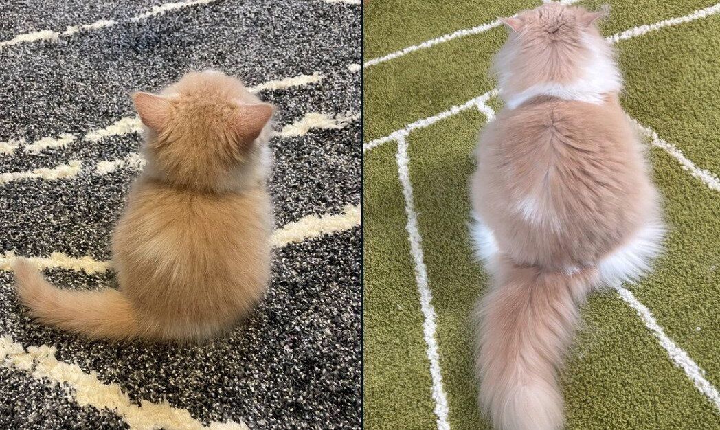 和音ちゃんの成長ビフォーアフター写真