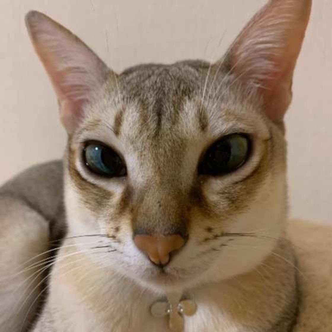シンガプーラは世界最小の猫で筋肉質 魅力を徹底解説 ねこのきもちweb Magazine シンガプーラは世界最小の猫で筋肉質 魅力を徹底解説 ねこのきもちweb Magazine