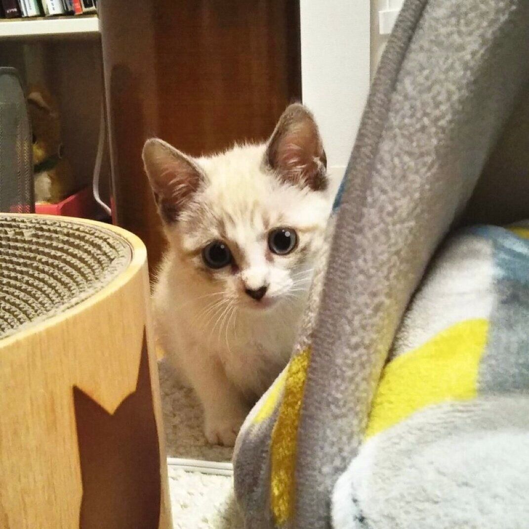 お迎え直後、とても怯えている様子を見せていたすいちゃん。