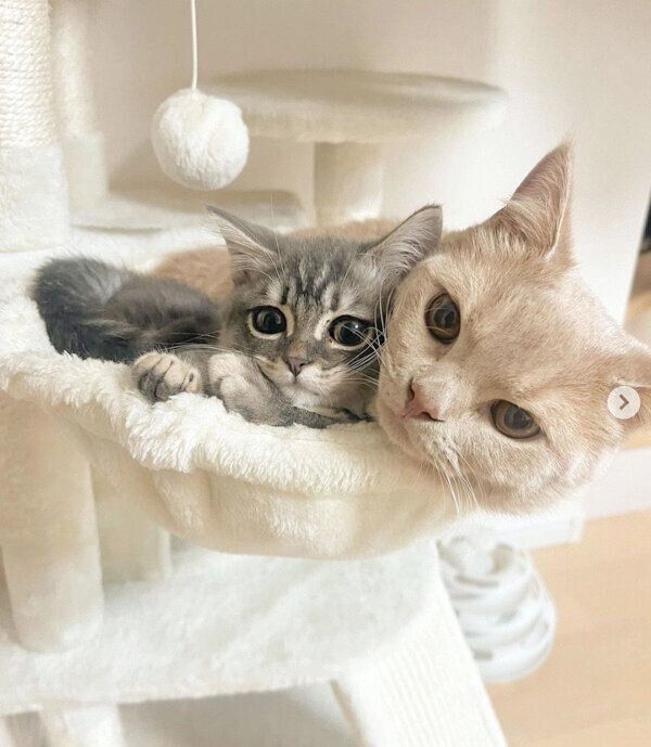 くっつくつくねくん、みりんくん