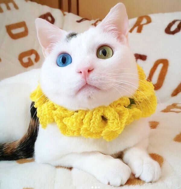 くつろぐはなちゃん