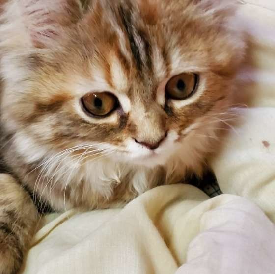 くつろぐスコティッシュフォールド・ロングヘア