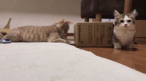 箱争奪戦をくりひろげる猫