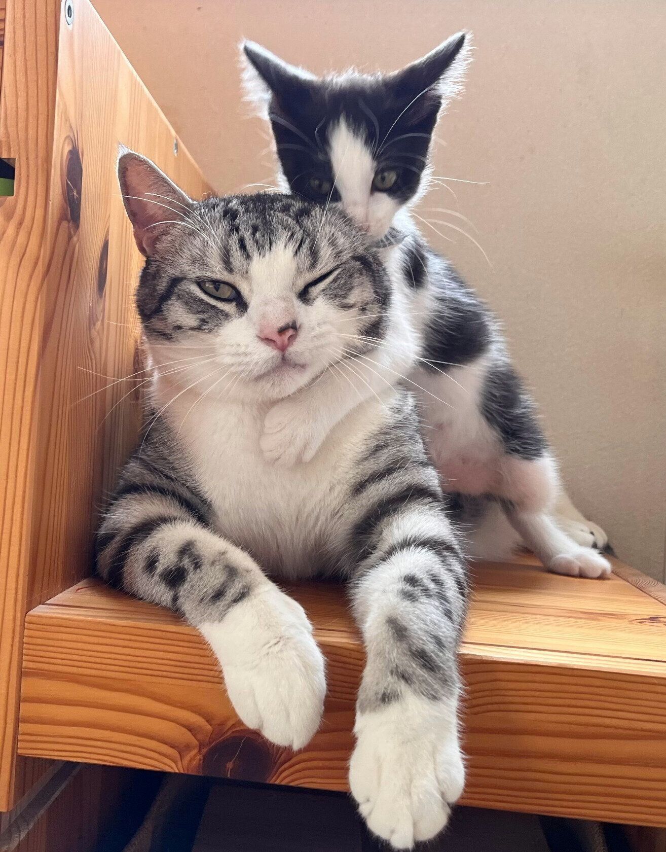 ハクくんにじゃれつくうたちゃん