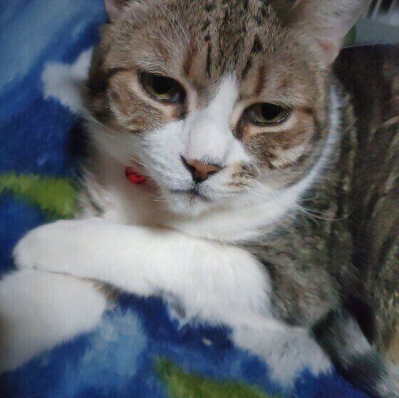 スコティッシュフォールドのレオくん