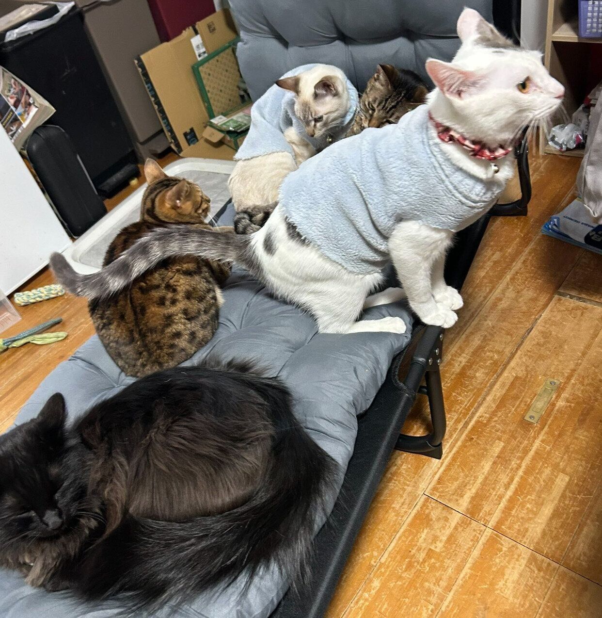 先住猫たちの輪に入るうーしーくん、しゃぽくん