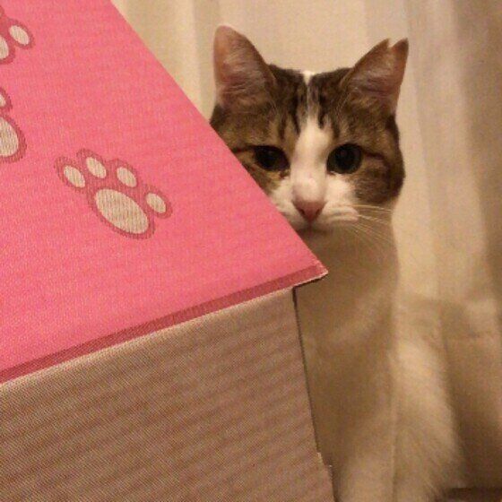 MIXのハッチーちゃん