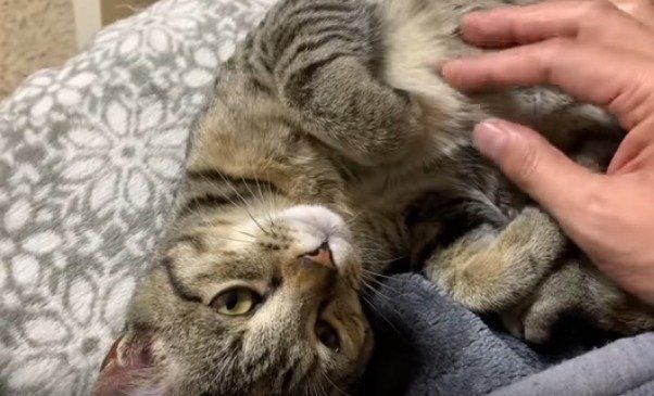 キジトラねこのリム