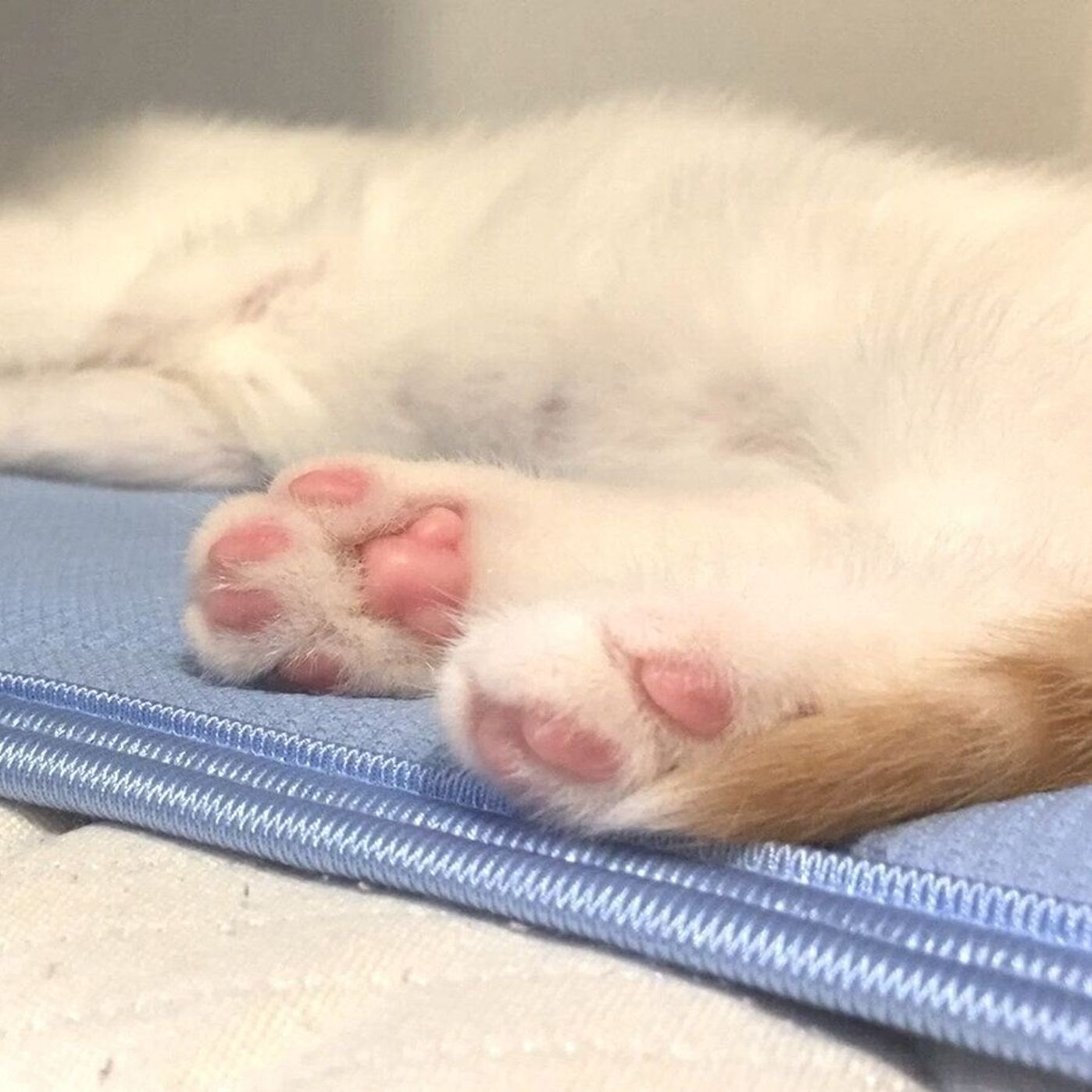 クリームパン やみつき肉球 それとも 猫の おてての好きな所 大調査 ねこのきもちweb Magazine クリームパン やみつき肉球 それとも 猫の おてての好きな所 大調査 ねこのきもちweb Magazine