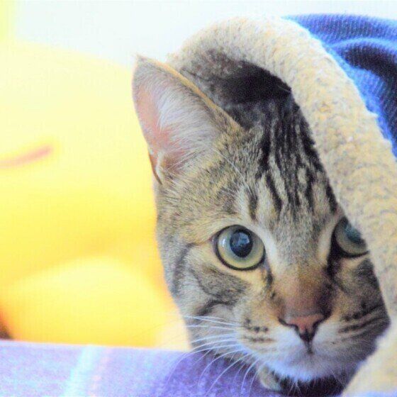 こたつから顔を出すがんちゃん