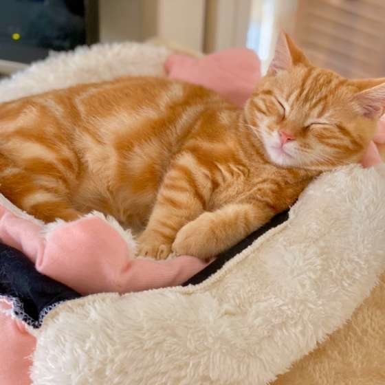 気持ちよさそうに眠る猫